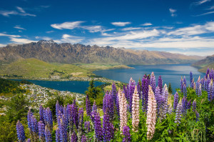 Lupins, Skyline view of Queenstown, South Island, New Zealand - stock photo, canvas, fine art print